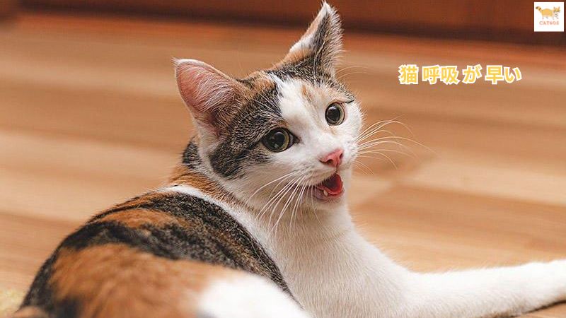 猫 呼吸 が 早い