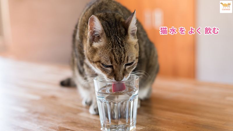 猫 水 を よく 飲む